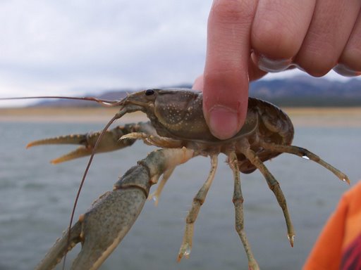 Crayfish, like this one netted in Grantsville Reservoir, is often equated with lobster in French cuisine. Four species of crayfish in Utah can be found in rocky, clear-water habitats that don’t freeze solid during the winter. - photography / Clint Thomsen